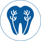 Root Canal Tooth with roots for a root canal